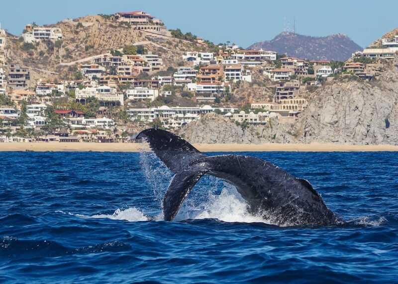 Cabo San Lucas: 2.5-Hour Whale Watching Tour - Practical Details Before You Book