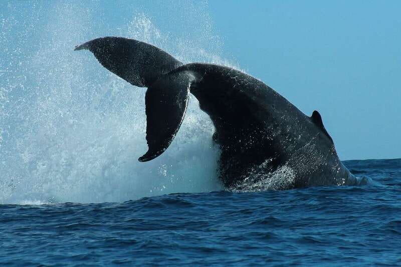 Cabo San Lucas: 2-Hour Whale Watching Adventure - Boarding the fast inflatable boat