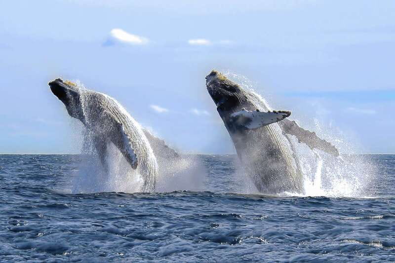 Cabo San Lucas: 2-Hour Whale Watching Adventure - Searching for humpback whales from mid-December to mid-April