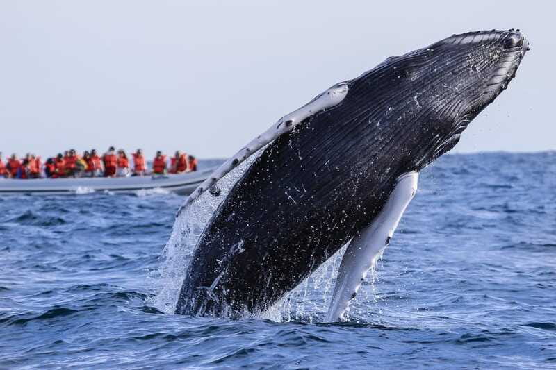 Cabo San Lucas: 2-Hour Whale Watching Adventure - Hearing whales with the onboard hydrophone