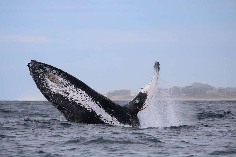 Cabo San Lucas: 2-Hour Whale Watching Adventure - What the $99 price includes
