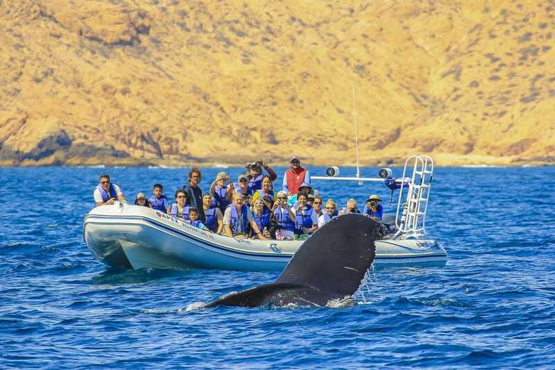 Cabo San Lucas: 2-Hour Whale Watching Adventure - Who should book this boat trip