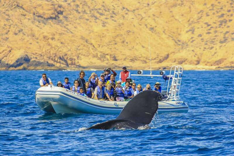 Cabo San Lucas: 2-Hour Whale Watching Adventure - From pickup in San José del Cabo to the marina
