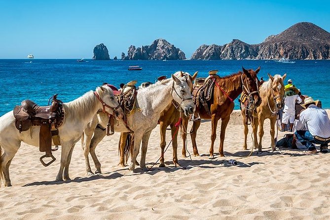 Cabo San Lucas Beach and Desert Horseback Ride - The horses and the pace