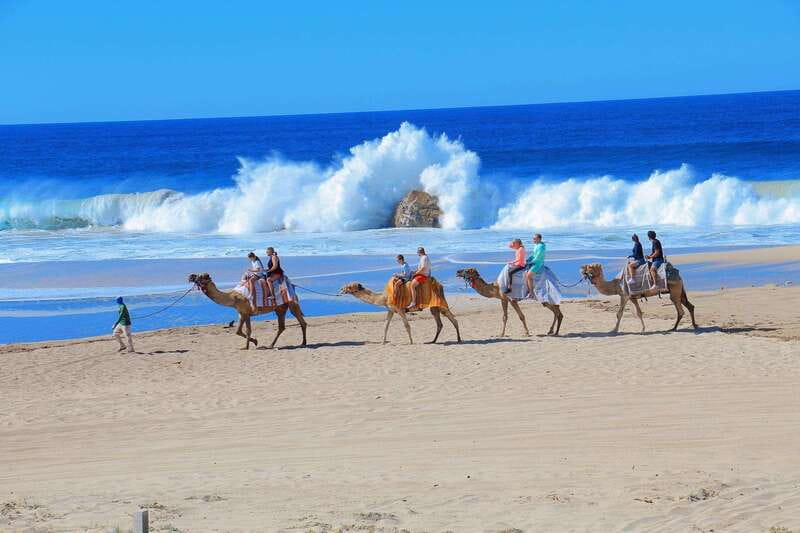 Cabo San Lucas: Camel Ride & Off-Road UTV Combo Adventure - From Pacific shoreline to Baja desert trail
