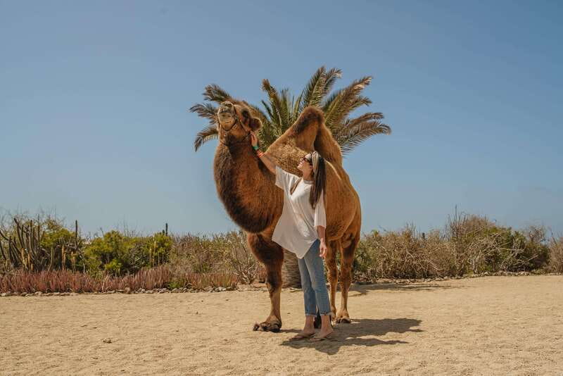 Cabo San Lucas: Camel Safari Tour with Lunch and Tequila - Is $99 a good value?