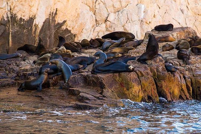 Cabo San Lucas city tour and amazing sea adventure to Lands End! - Who should book this Cabo excursion?