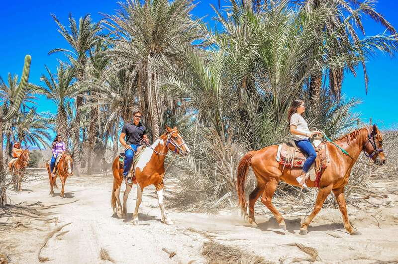 Cabo San Lucas: Horseback Riding in Migriño with Transfers - The post-ride pause includes tequila tasting