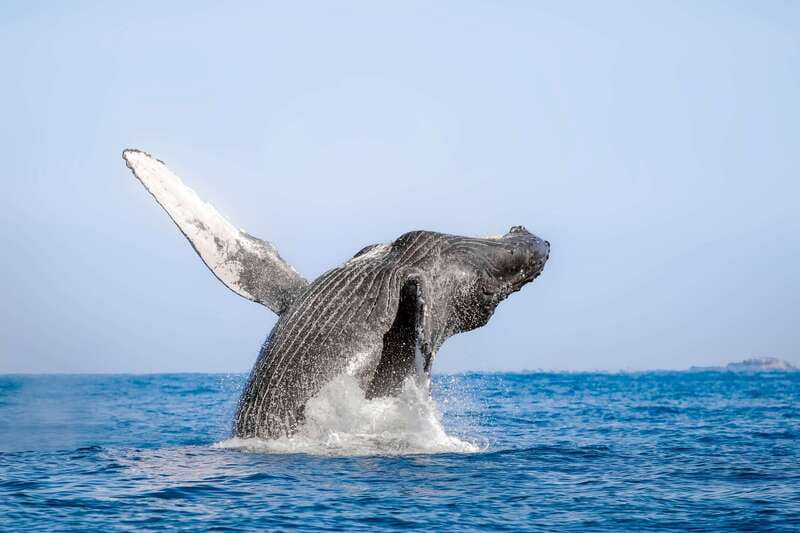 Cabo San Lucas: Luxury Catamaran Whale Watching Experience - Cabo Whales and the Sound Beneath the Boat