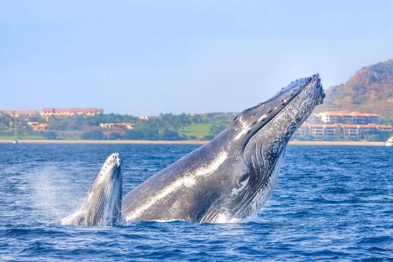Cabo San Lucas: Luxury Catamaran Whale Watching Experience - A French-Made Catamaran With Room to Move