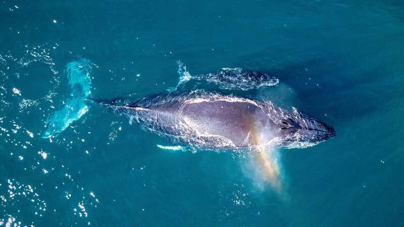 Cabo San Lucas: Luxury Catamaran Whale Watching Experience - Past the Arch and Along Cabo’s Coast