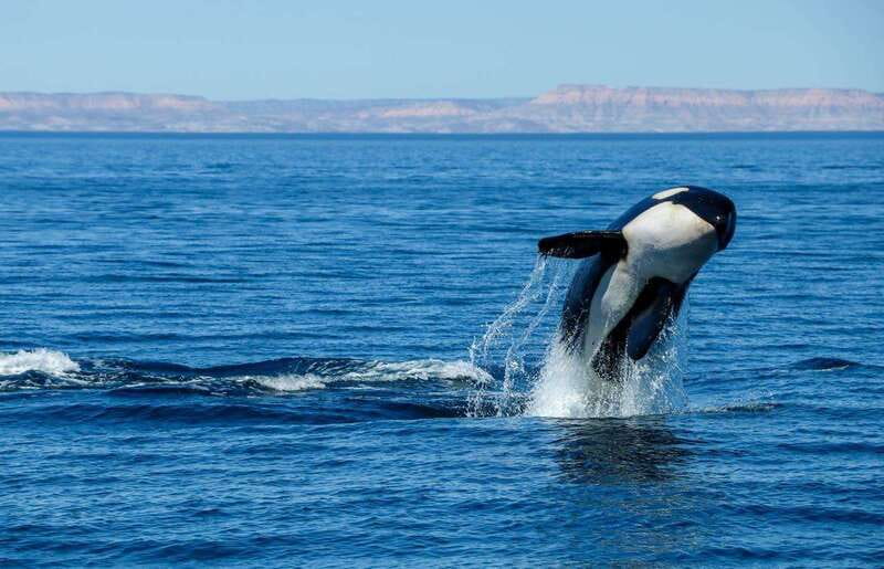 Cabo San Lucas: Luxury Catamaran Whale Watching Experience - Who Will Enjoy This Trip Most