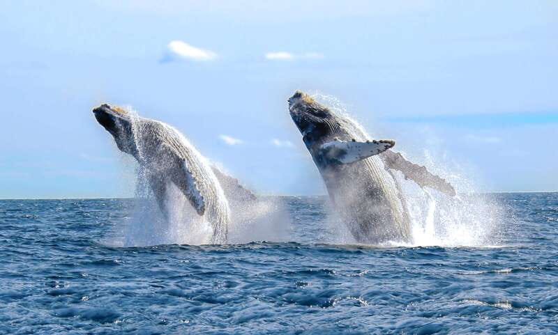Cabo San Lucas: Luxury Catamaran Whale Watching Experience - Checking In Near the Cabo Marina