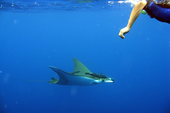 Cabo San Lucas Short Snorkeling Tour with Divemaster Guide - Guides who make the difference