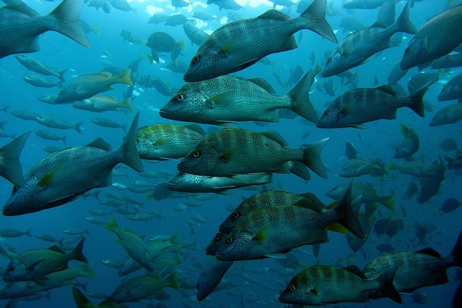 Cabo San Lucas Short Snorkeling Tour with Divemaster Guide - What is included for $70