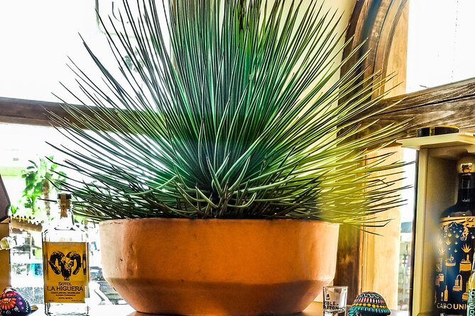 Cabo San Lucas Tequila Tasting Experience - Why the private format matters