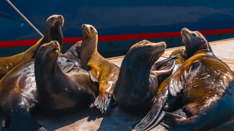 Cabo San Lucas: Tour paseo al Arco + bajada en playa - What happens at Pochos Cabos Activities