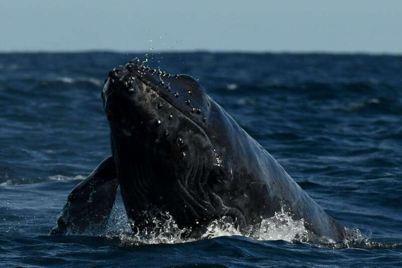 Cabo San Lucas: Up-Close Whale Watching Small-Group Tour - Booking, cancellation, and timing advice