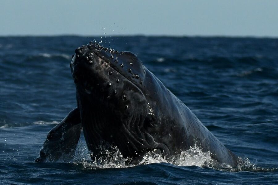 Cabo San Lucas: Up-Close Whale Watching Small-Group Tour - Close viewing without crowding the whales