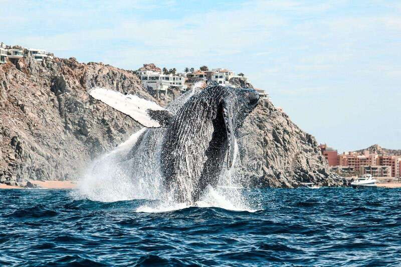 Cabo San Lucas: Up-Close Whale Watching Small-Group Tour - The 15-minute return to the marina