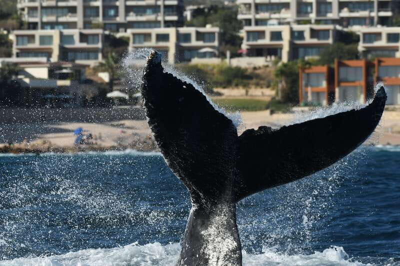 Cabo San Lucas: Up-Close Whale Watching Small-Group Tour - Who will enjoy this Cabo whale trip?