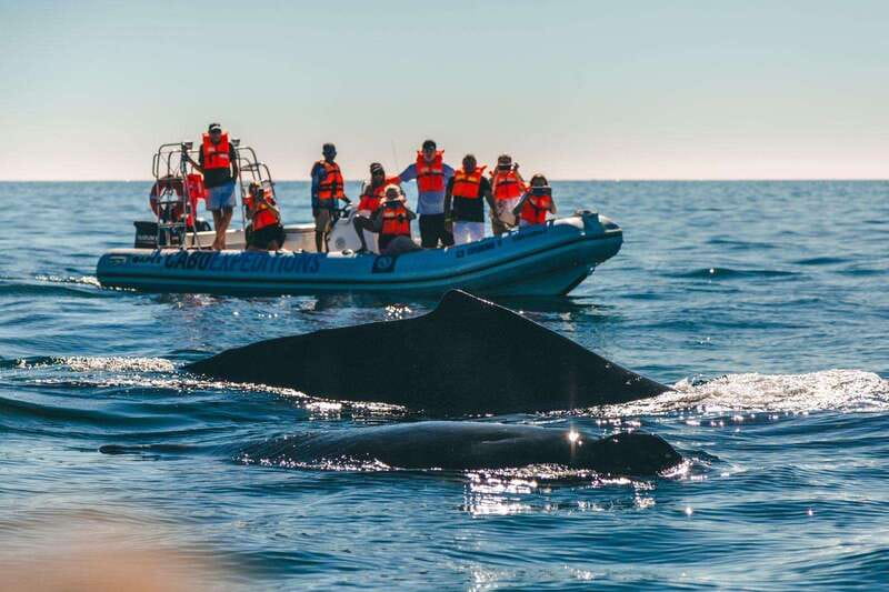 Cabo San Lucas: Up-Close Whale Watching Small-Group Tour - What to pack for the open boat