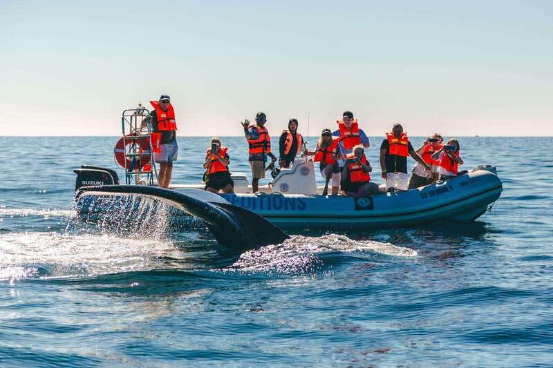 Cabo San Lucas: Up-Close Whale Watching Small-Group Tour - Leaving La Terminal de Cabo for open water
