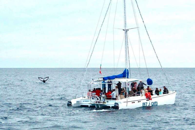 Cabo San Lucas: Whale Watching Catamaran Experience - Key points to know before booking