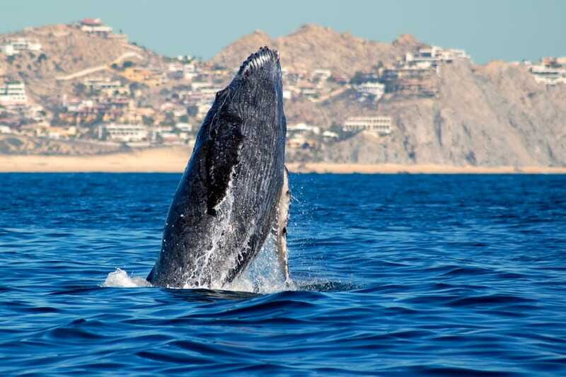 Cabo San Lucas: Whale Watching Catamaran Experience - One hour searching for gray, humpback, and blue whales