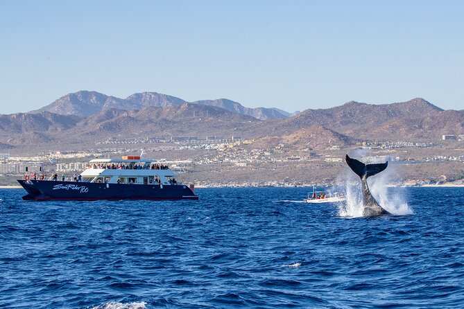 Cabo San Lucas Whale Watching Lunch Cruise - Why this cruise works well for a Cabo morning