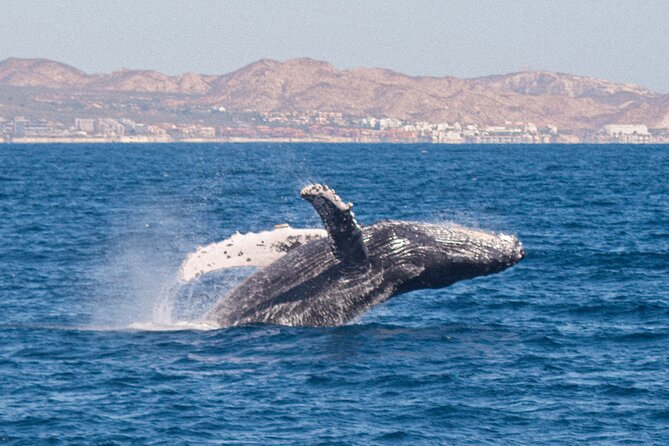 Cabo San Lucas Whale Watching Lunch Cruise - El Arco gives you the first photo stop