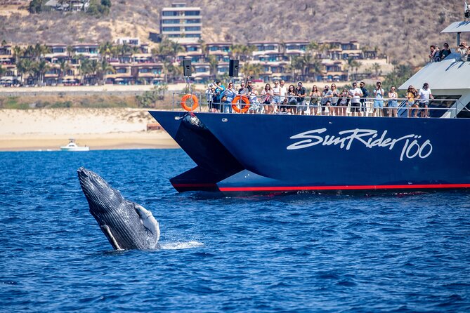 Cabo San Lucas Whale Watching Lunch Cruise - Searching for humpback and gray whales offshore
