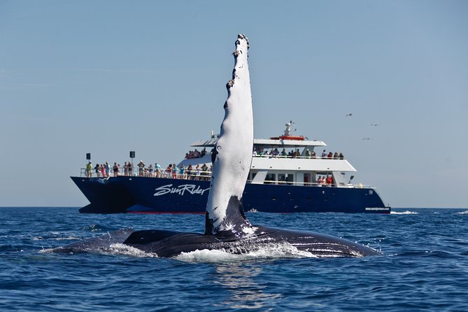 Cabo San Lucas Whale Watching Lunch Cruise - Boarding the boat and settling in