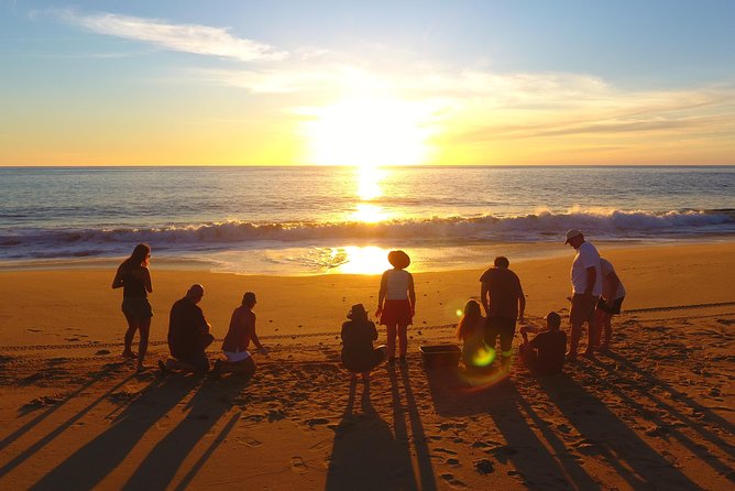 Cabo Turtle Release - Watching a hatchling begin its first journey
