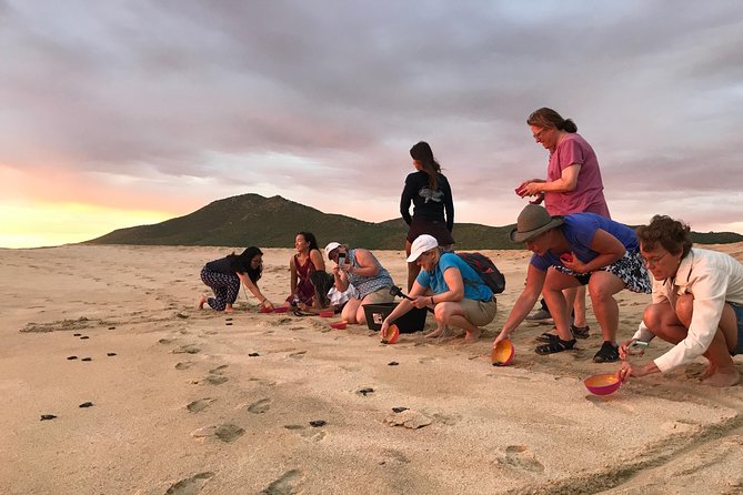 Cabo Turtle Release - What the three-hour schedule is really buying you