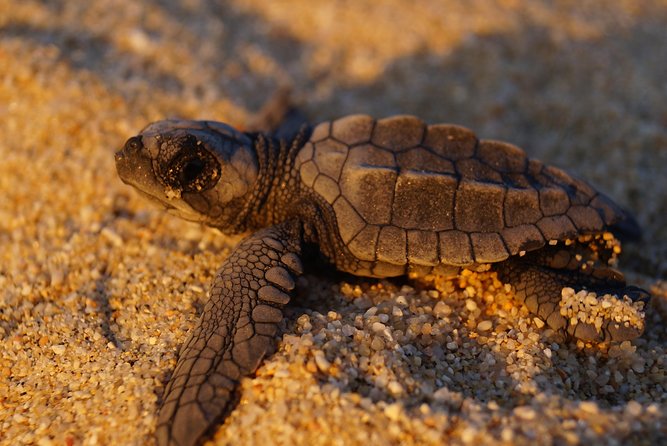Cabo Turtle Release - Sunset, sand, and the limits of a wild encounter