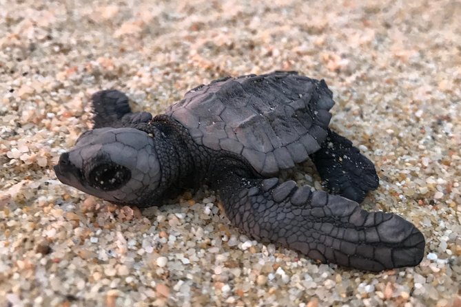 Cabo Turtle Release - Guides who make the difference