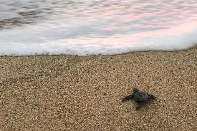 Cabo Turtle Release - Practical details before you reserve
