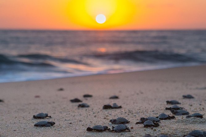 Cabo Turtle Release - Who should book the Cabo Turtle Release