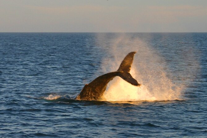 Cabo Whale Watch Three-Level Vessel and Majestic Arch - Breakfast with chilaquiles and pancakes