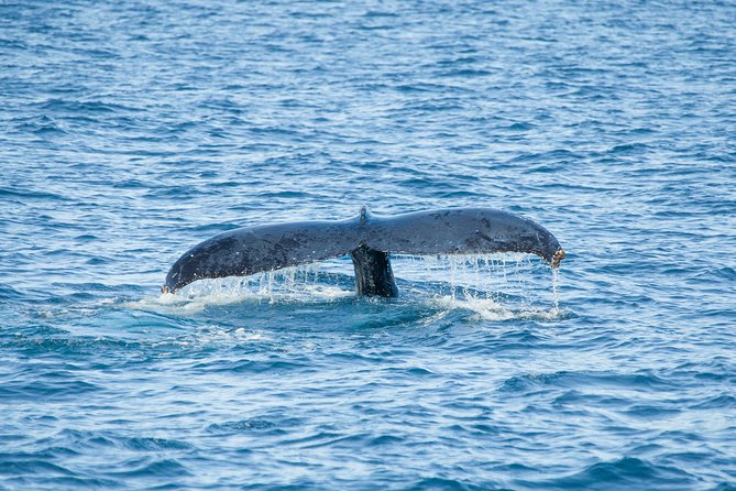 Cabo Whale Watch Three-Level Vessel and Majestic Arch - Open bar, music, and the mood on board