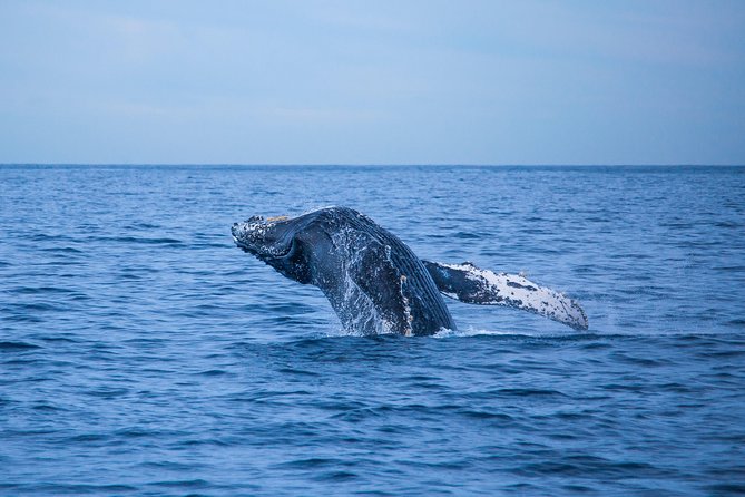 Cabo Whale Watch Three-Level Vessel and Majestic Arch - Who will enjoy this most?