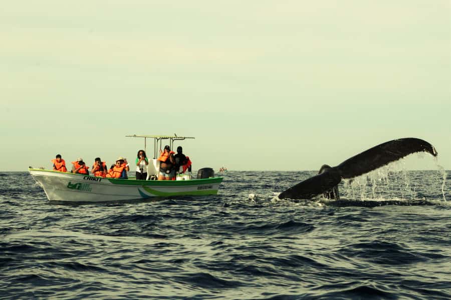 Cabo: Whale-Whatching Boat Trip w/ All-Women Crew and Photos - Key points to know before you book