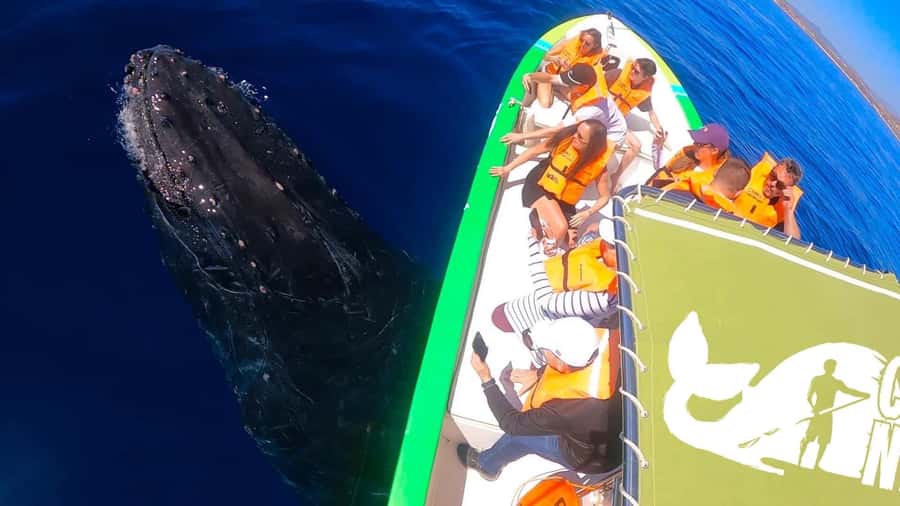Cabo: Whale-Whatching Boat Trip w/ All-Women Crew and Photos - The best season and time of day