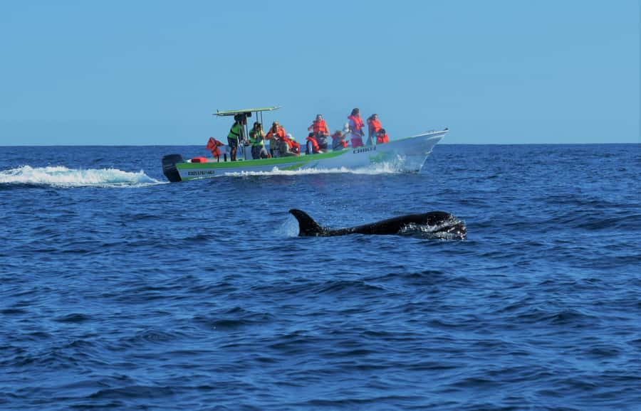 Cabo: Whale-Whatching Boat Trip w/ All-Women Crew and Photos - A two-hour whale trip with a useful purpose