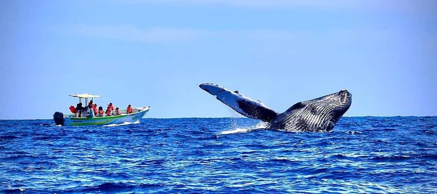 Cabo: Whale-Whatching Boat Trip w/ All-Women Crew and Photos - The Arch comes first, then the search begins