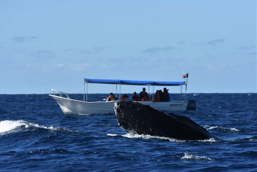 Cabo: Whale-Whatching Boat Trip w/ All-Women Crew and Photos - Finding humpbacks with a marine biologist