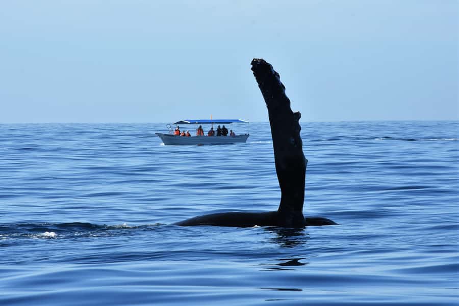 Cabo: Whale-Whatching Boat Trip w/ All-Women Crew and Photos - Hearing the whales through the hydrophone