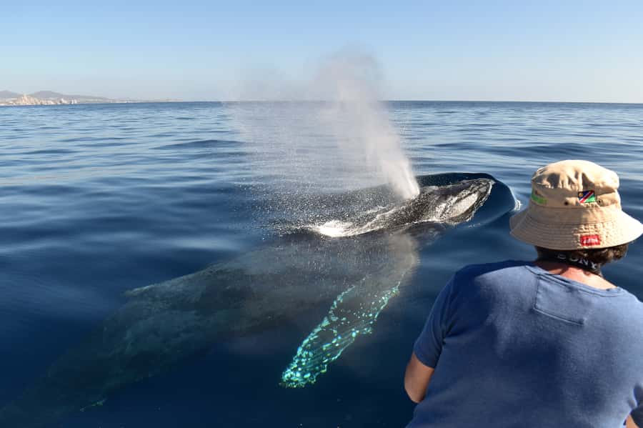 Cabo: Whale-Whatching Boat Trip w/ All-Women Crew and Photos - Starting at La Terminal de Cabo