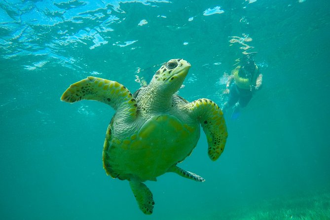 Cancun Adventure: Reef Snorkeling & Parasailing Experience - The schedule, pickup, and marina routine